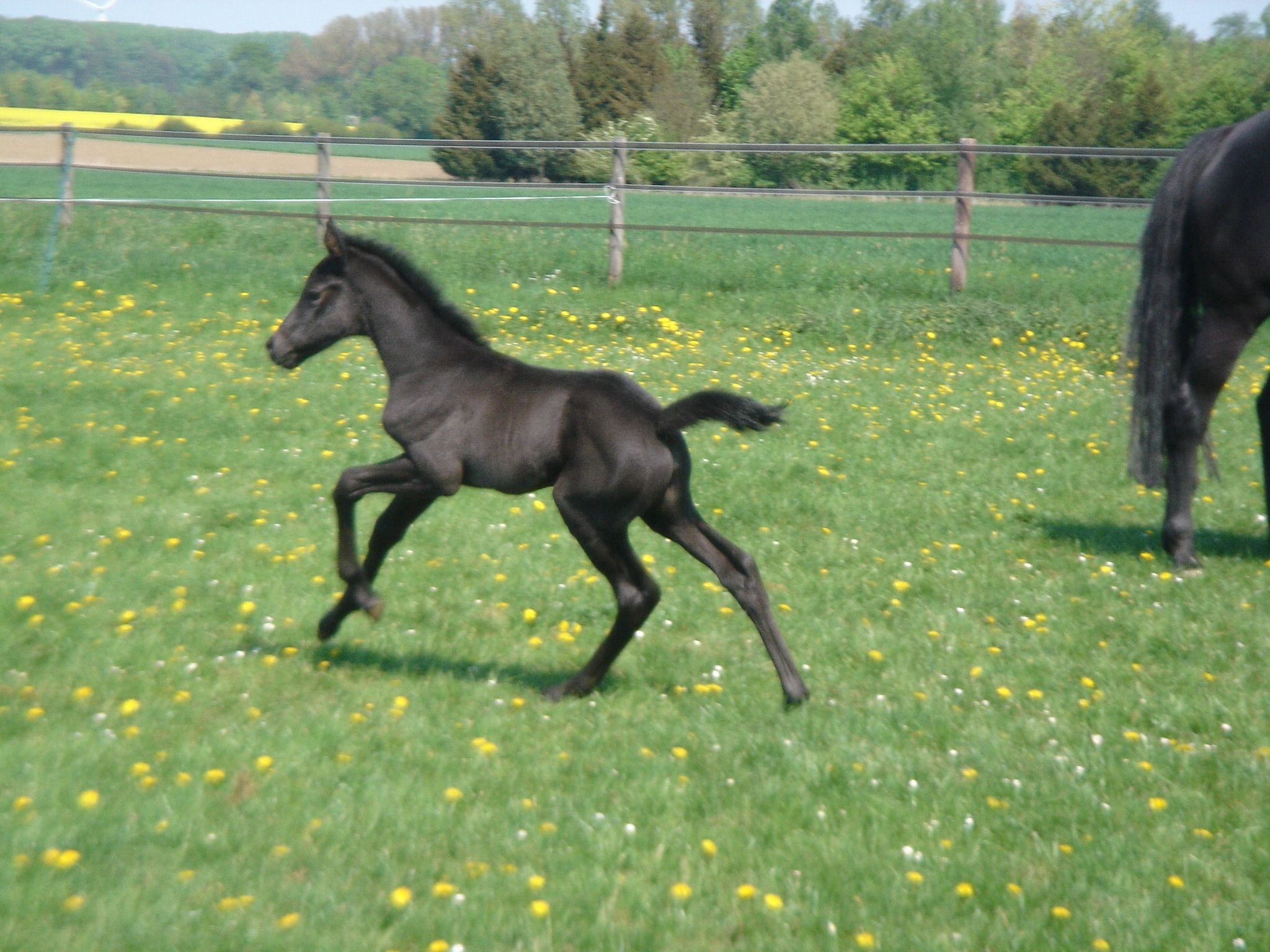 Fürst Nymphenburg