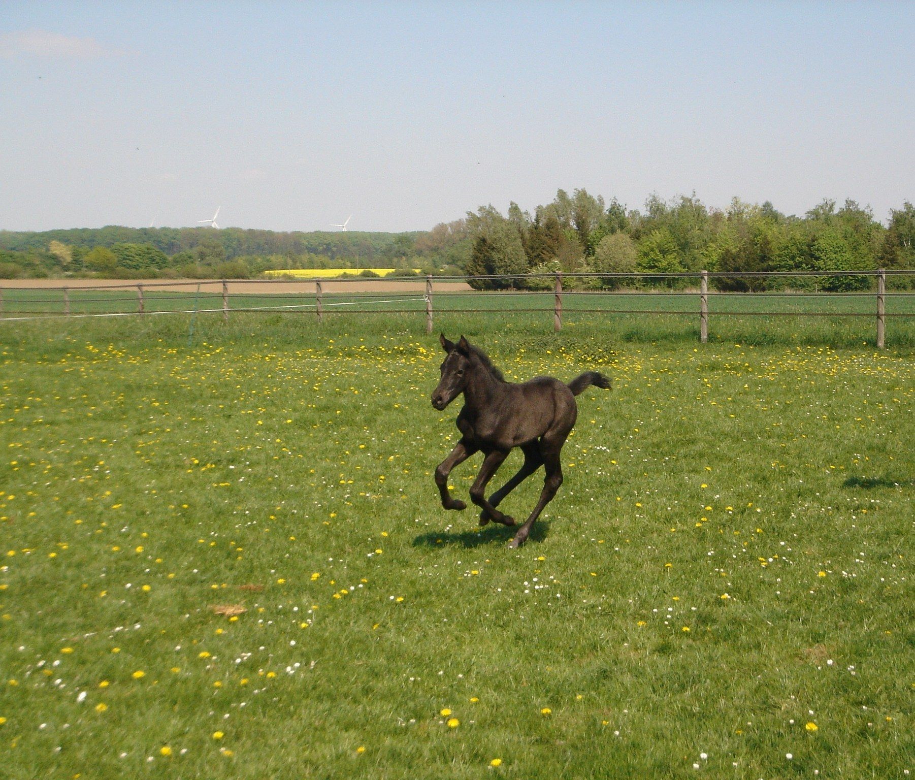 Fürst Nymphenburg